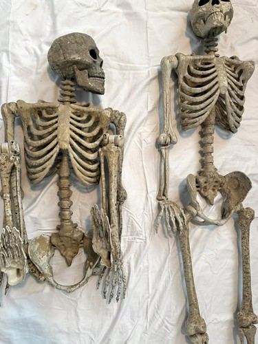 Professionally aged life size - aged, life-size