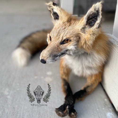 Semi poseable wild - semi-poseable, fox